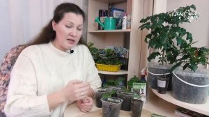 Корни у рассады томатов и перцев: чем подкормить и укрепить. Супер корень - супер рост!