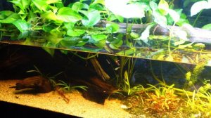 Easy 125 Gallon Paludarium Build