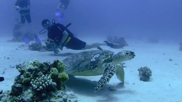 Diving in Safaga (Orca Dive Club Safaga) смотреть онлайн
