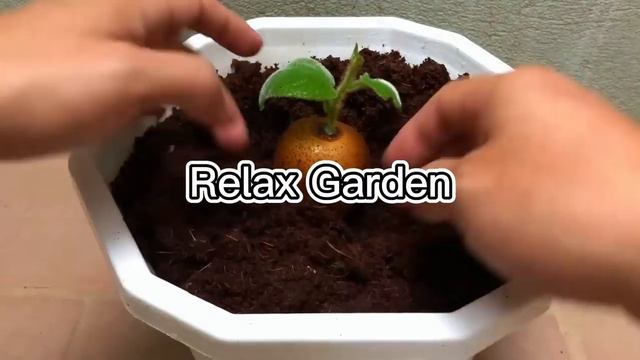 Few people know that tomatoes can be propagated this way _ Relax Garden