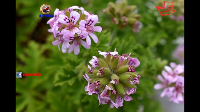 Geranio de olor (Pelargonium graveolens) смотреть онлайн