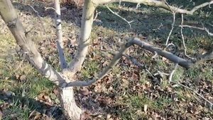 Как сформировать крону дереву, которое никогда не обрезалось