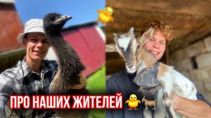 Зачем нам в Деревне СТРАУСЫ и КОЗЫ Декоративные !? Молодой фермер в 21 👨🌾
