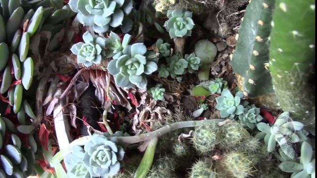 ЭХЕВЕРИЯ И ДРУГИЕ СОЧНЫЕ КРАСАВЦЫ В МОЕЙ ОРАНЖЕРЕЙКЕ смотреть онлайн