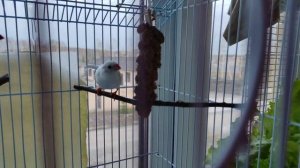 Амадинки трескают сенегальское просо