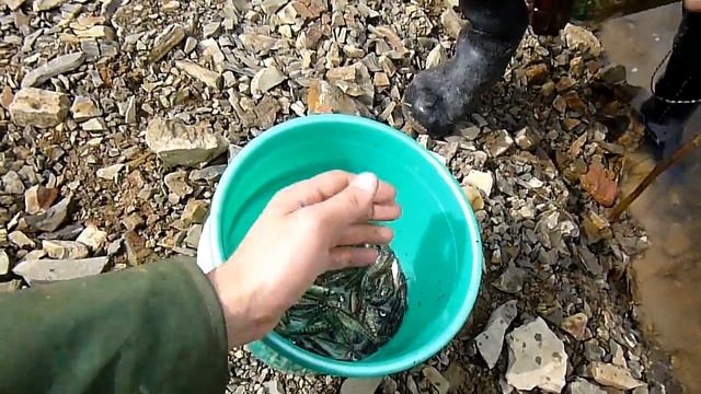 Гольян ловля на банки смотреть онлайн