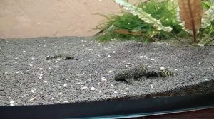 Взрослый анциструс гоняет мелких