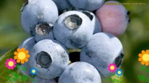 Голубика садовая Бонифаций. Краткий обзор, описание характеристик vaccinium corymbosum Bonifacy