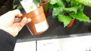 Калатеи и маранты. ПЯТЬ ПРАВИЛ! Уход в домашних условиях. Все от А до Я