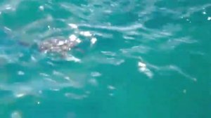 Барбадос дикая природа.m4v