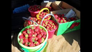 Почему весной не убираю старые листья клубники