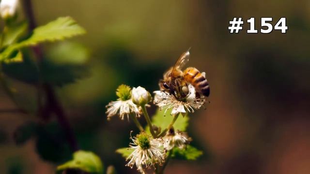 #154. Насекомые (В мире животных) смотреть онлайн