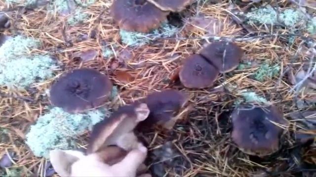 В лес по грибы. Какие грибы можно собрать в конце октября.