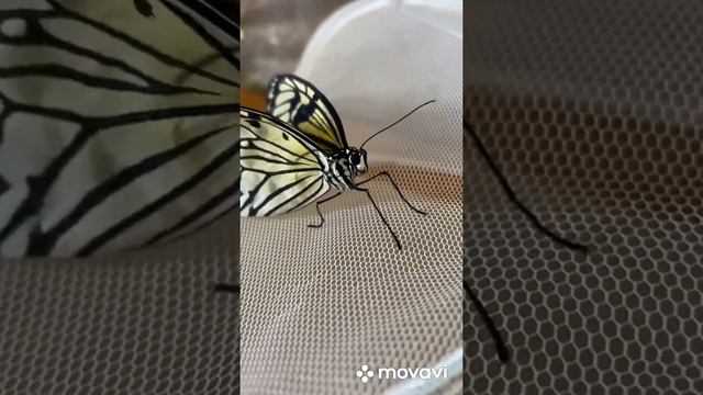 Наша домашняя ферма бабочек🦋 смотреть онлайн