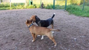 Бультерьер играет с собаками на собачьей площадке. 2. Минибуль Дан с друзьями.