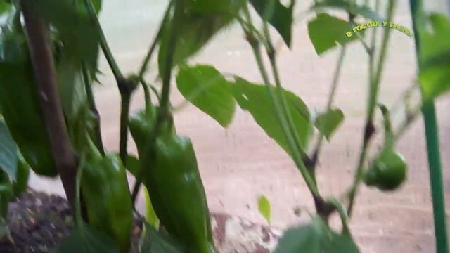 ОБЗОР ПЕРЦЕВ 30 ИЮЛЯ подкормка. смотреть онлайн