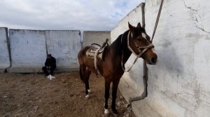 АТ БАЗАР 05.03.21 ХАЛМИОН МАЛ БАЗАРЫ