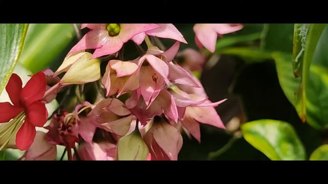 #Square Foot Garden #flowers #clerodendrum speciosum Dombrain (red bleeding hearts ) смотреть онлайн