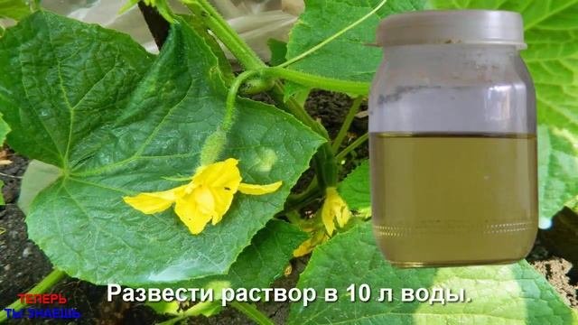 ПОЛИВАЮ ЭТИМ Любое ПОЖЕЛТЕВШЕЕ РАСТЕНИЕ и Оно ЗЕЛЕНЕЕТ НА ГЛАЗАХ! Подкормка ЖЕЛЕЗОМ!