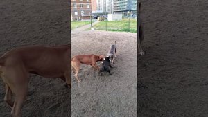 Питбуль, амстафф и стаффбуль