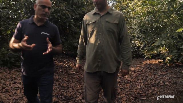 Avocado Israel: Frost protection using Pulsar technology I Netafim смотреть онлайн