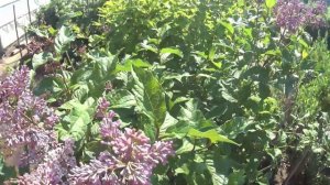 Сирень в Якутске.  У Кати на даче зацвела сирень. Второй дачный сезон. (вопросы по т. +79039364262