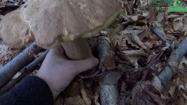 TRI Velika Vrganja смотреть онлайн