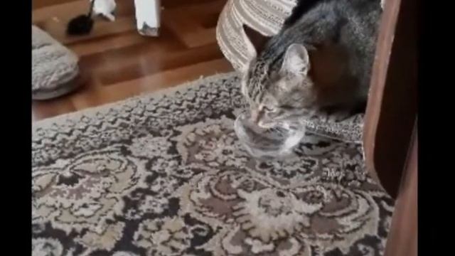 Барсик из Подмосковья. Пьет воду не выходя из своего домика.