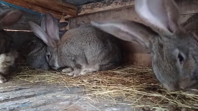 Выбор породы кроликов. Породы кроликов в моем хозяйстве. смотреть онлайн