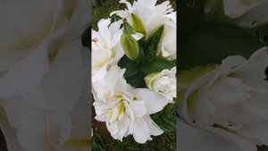 Лилии ОТ-гибрид Близзард и специозум Альба