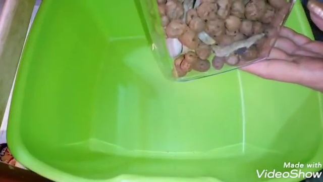 Кот - Обормот | Дикий Кот | Phal. Wild Cat | Реанимация Орхидеи | Продолжение следует смотреть онлайн