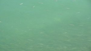 Цюрих. Голубая вода в реке Лиммат.