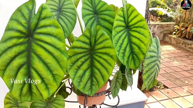 പ ചടകളട കടടര  Flower Plants  Hanging Plants  Garden Ideas For Home  DIY  Vasi Vlogs