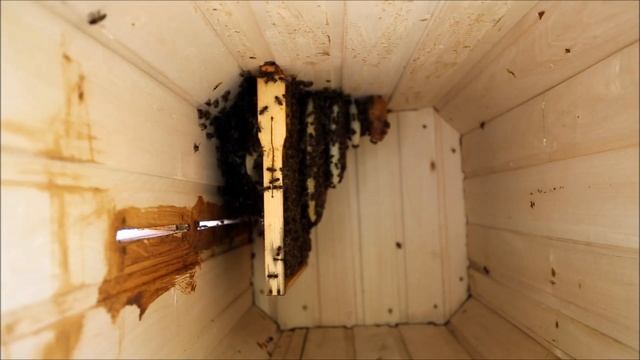 Рой в самодельной колоде живет 2 недели. Колодное пчеловодство смотреть онлайн