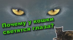 Почему у кошки светятся глаза? И почему не светятся у человека?