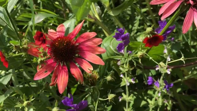 How to create a colourful summer garden | small town garden UK | Gardening on a budget | Garden tou