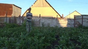 Полив картофеля советским насосом Агидель.