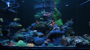 водорослевик в морском аквариуме | хетаморфа в морском аквариуме | как снизить фосфаты в аквариуме