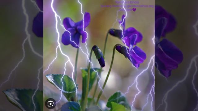 Raximova Elnoradan Binafsha guli 💜 смотреть онлайн