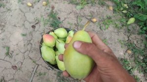 ?Обзор груши,сорт "Санта-Мария"?