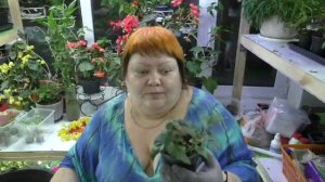 бегония белекония. сохранение черенками
