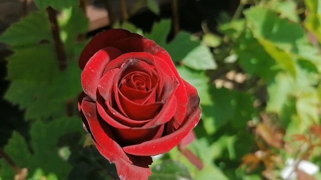 Роза чайно-гибридная Блэк Баккара (Black Baccara). июнь 2022
