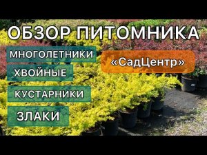 Покупка растений для сада. Гортензии, барбарис, спиреи, СИНЕГОЛОВНИК. Кустарники. Дневник садовода