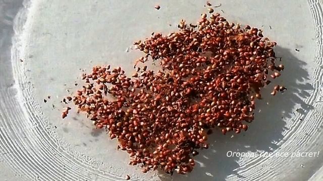 205. Размножение клубники РОЖКАМИ и РОЗЕТКАМИ смотреть онлайн