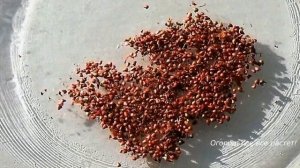 205. Размножение клубники РОЖКАМИ и РОЗЕТКАМИ