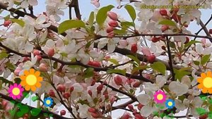 Яблоня декоративная Эверест. Краткий обзор, описание характеристик malus perpetu Everest