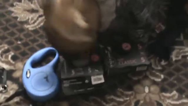 одежда для французского бульдога смотреть онлайн