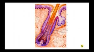 Гистологическое строение тонкой кожи. Производные кожи. Препарат: кожа с волосом (г-э).
