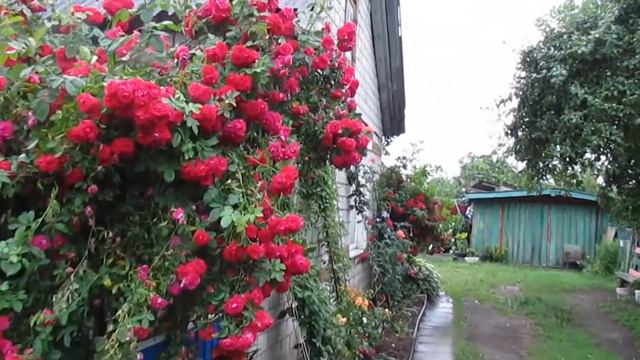 83.Выращивают ли розы в белорусской деревне? roses in a belarusian village