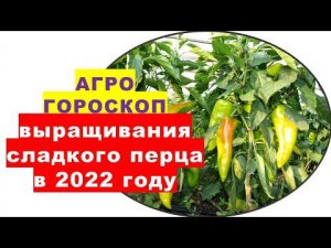 Агрогороскоп выращивания сладкого перца в 2022 году